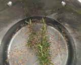 Foto del paso 1 de la receta Infusión de romero y tomillo