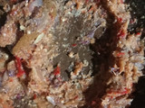 Rawon Ayam
