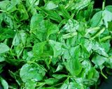 মেথি থেপলা(Methi Thepla recipe in bengali) রেসিপির ধাপ 2 ছবি