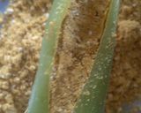 A picture of step 4 of Rajasthani Bharwa Besan Mirchi.