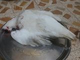 بط مع التمن