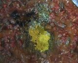 A picture of step 5 of Liver & Veggies Sauce 🥕🌶🍲.