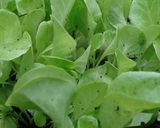Hình bước làm 4 của món Thịt xíu cuốn bánh tráng Đại Lộc(Quảng Nam)