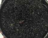 Foto del paso 4 de la receta: Arroz negro con chipirones