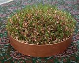 عکس مرحله 1 از دستور سبزه عید (گاو دانه)