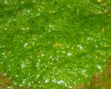 A picture of step 3 of Palak paneer.