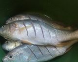 Foto langkah ke 1 dari resep Ikan Kakap Putih Goreng.