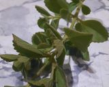 Foto del paso 1 de la receta: Te con hojas de buscapina y de hibiscus