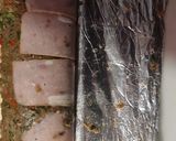 Foto del paso 5 de la receta: Pan de carne