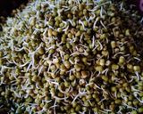 मुगाची उसळ (Mugachi Usal Recipe In Marathi) रेसिपी स्टेप 1 फोटो 