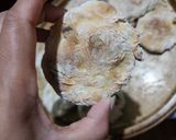 Foto del paso 5 de la receta: Bollitos de castañas de cajú