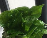 Hình bước làm 1 của món Chả lá lốt bằng nồi chiên không dầu