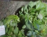 Foto del paso 1 de la receta: Quelites guisados