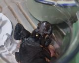 Foto langkah ke 2 dari resep Rawon.