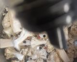 Foto del paso 4 de la receta: Coliflor en Conserva