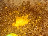Goreng bakwan kuning