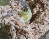 Foto langkah ke 2 dari resep Nasi Cokot isi Ayam Suwir Rica Kemangi.
