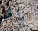 Foto langkah ke 3 dari resep Daging Sapi Tumis Bombay.