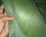 Foto langkah ke 5 dari resep Paes ketan pisang.
