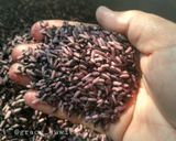 Foto langkah ke 1 dari resep Tape ketan hitam.