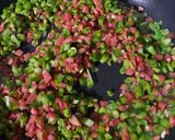 A picture of step 5 of Momos Manchurian.