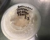 Une image de l'étape 7 de Pommes de terre et courgettes au bouillon de chapon.
