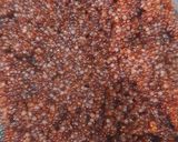 A picture of step 1 of Jain Whole Ragi and Rawa Upma.