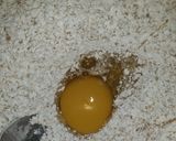Foto del paso 2 de la receta: Tarta de multicolor de zapallitos y queso