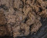 Foto langkah ke 4 dari resep Dendeng Ragi.