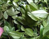 Foto langkah ke 1 dari resep Es Cincau Cincau.