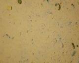 A picture of step 2 of Moli ka paratha.