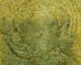 Foto del paso 5 de la receta: Spaghetti con crema de calabacín y almejas de conserva