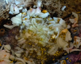 செட்டிநாடு சிக்கன் (Chettinad chicken recipe in tamil) ரெசிபி ஸ்டேப் 2 புகைப்படம்