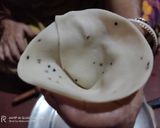 ফুলকপির সিঙ্গাড়া (foolkopir singara recipe in Bengali) রেসিপির ধাপ 6 ছবি