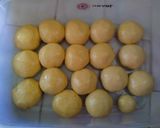 Foto langkah ke 2 dari resep Roti Maryam Versi Ekonomis.