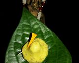 A picture of step 6 of Thandai flavoured Kacha-Golla Modak.