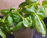 Foto del paso 2 de la receta: Fideos coditos con albahaca