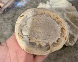 Foto del paso 3 de la receta: Gorditas estilo Los Mochis 🌴
