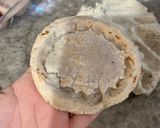 Foto del paso 3 de la receta: Gorditas estilo Los Mochis 🌴