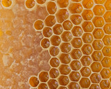 Foto del paso 5 de la receta: Galletitas de miel 🍯 🐝 (otras) 🍊 Galletas de miel con fragancia a naranja tipo Melitas®