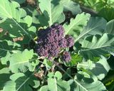 Foto del paso 1 de la receta: Sopa brócoli morado