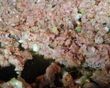 Foto del paso 8 de la receta: Calabacín Relleno