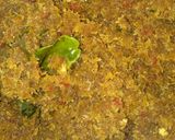 Foto langkah ke 4 dari resep Serundeng Pedas Manis.