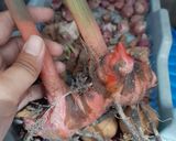 Foto langkah ke 1 dari resep Ayam goreng laos dengan bumbu instan.