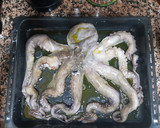 Foto del paso 2 de la receta: Pulpo al horno