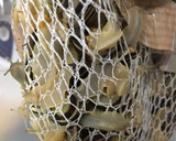Foto del paso 1 de la receta: Caracoles en salsa