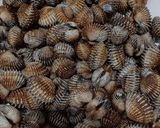 Foto langkah ke 1 dari resep Kerang Saos Padang.