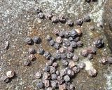 Foto langkah ke 2 dari resep Udang Jengkol lada hitam.
