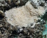 Foto del paso 7 de la receta: Paté de hongos para darle el gusto a mis amigas