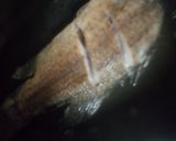 乾煎黑格的食譜步驟1照片